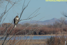 Cooper's hawk